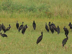 African Openbill