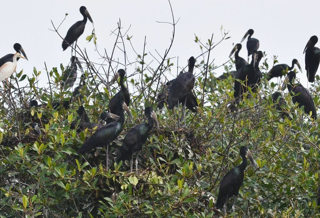 Bec-ouvert africainadulte, Nidification