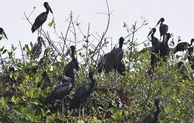 African Openbill