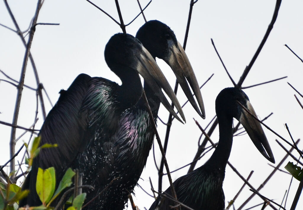 African Openbilladult, Reproduction-nesting