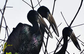 African Openbill