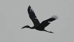 African Openbill