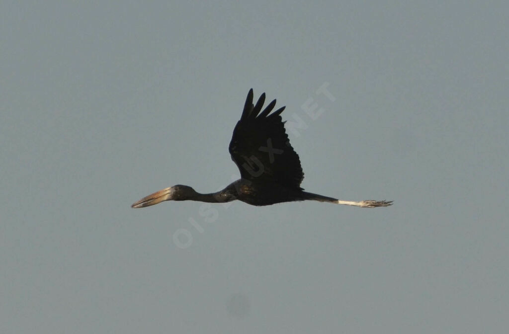 African Openbilladult, Flight