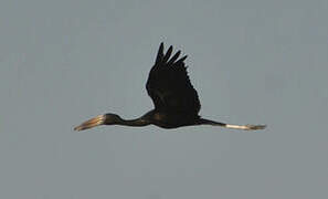 African Openbill