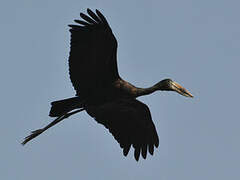 African Openbill