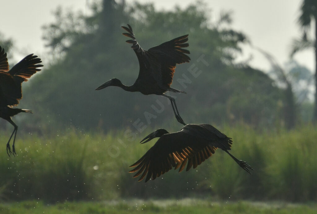 African Openbilladult, Flight