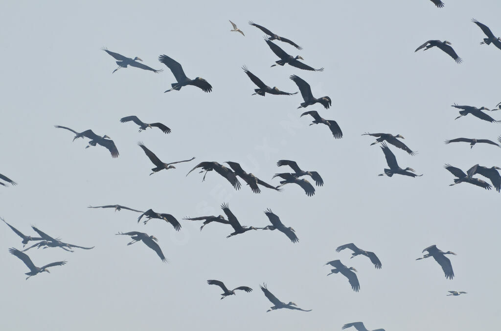 African Openbill, Flight