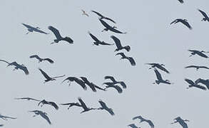 African Openbill