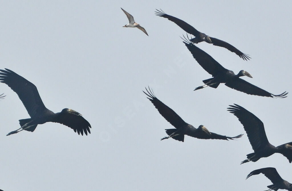 African Openbill