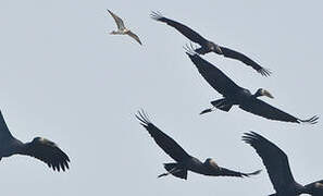 African Openbill