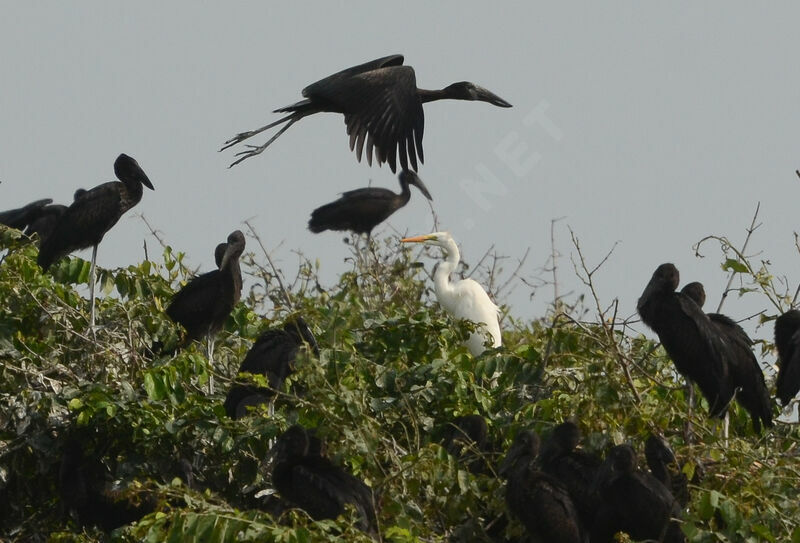 African Openbill, Reproduction-nesting