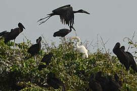 African Openbill