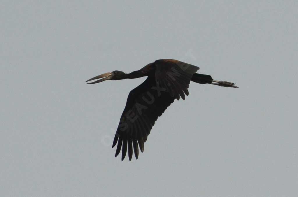 African Openbill