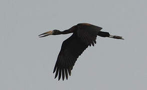 African Openbill