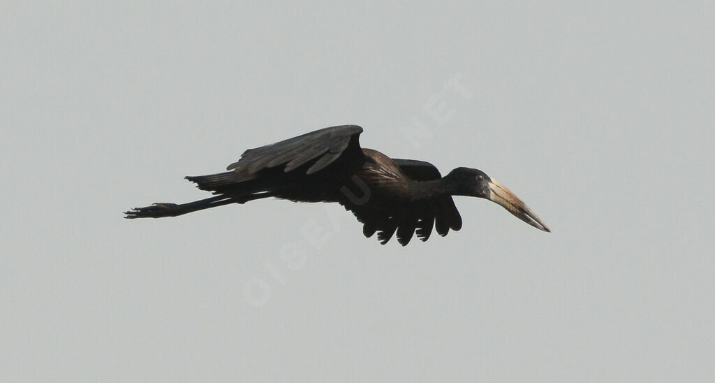 African Openbilladult, Flight