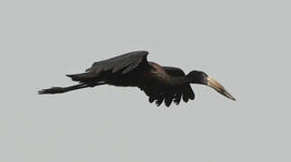 African Openbill