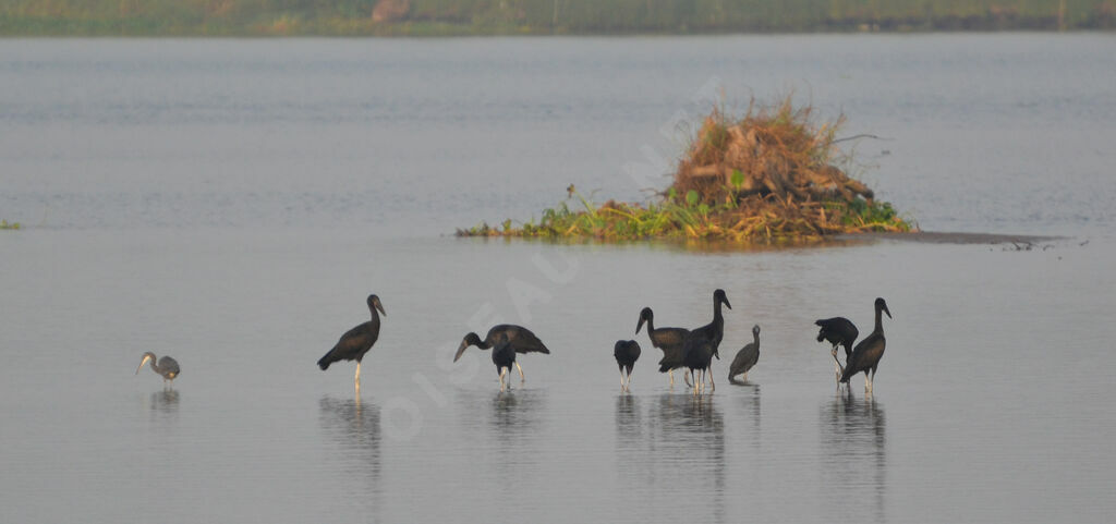 African Openbill