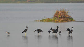 African Openbill