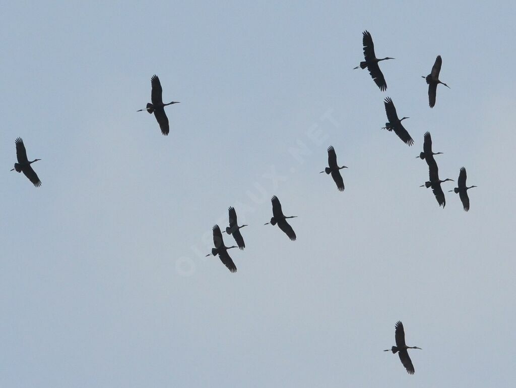 African Openbill, Flight