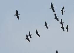 African Openbill