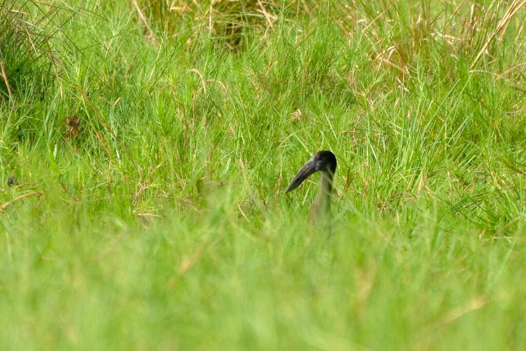 African Openbilladult