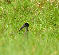 African Openbill