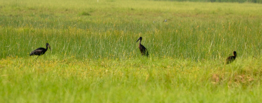 African Openbill