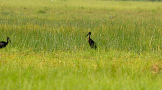 African Openbill