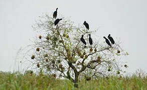 African Openbill