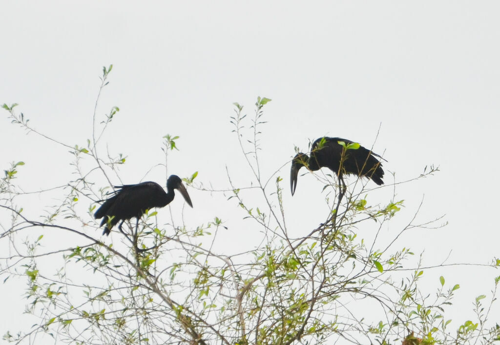 African Openbilladult