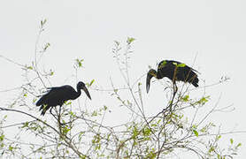 African Openbill