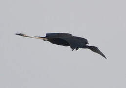 African Openbill