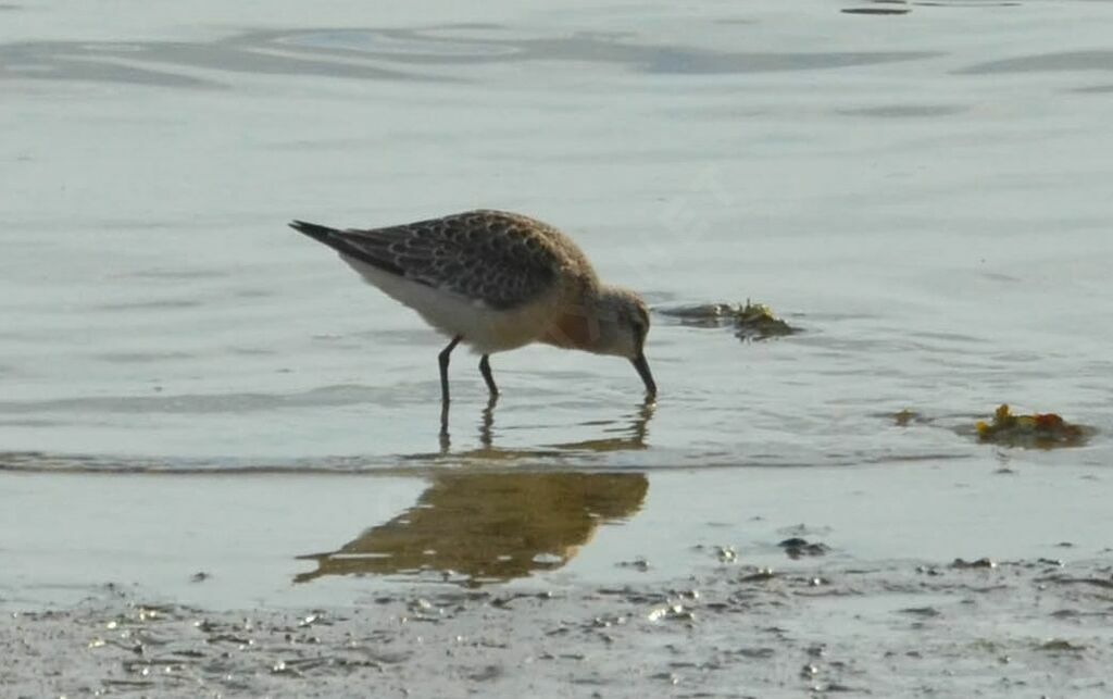 Curlew Sandpiper