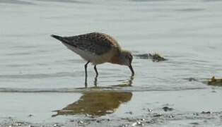 Curlew Sandpiper