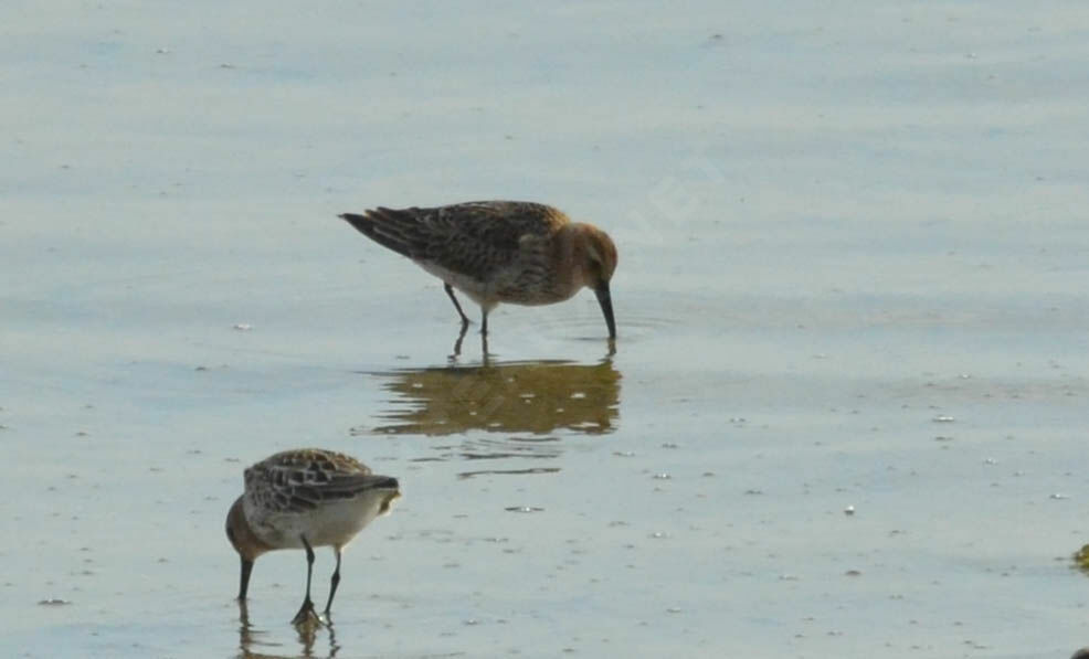 Curlew Sandpiper