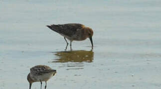 Curlew Sandpiper