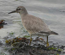 Red Knot