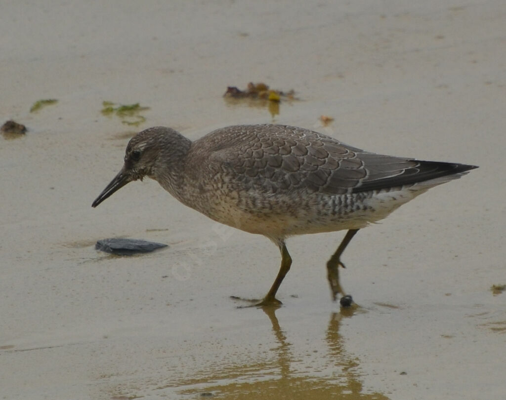 Bécasseau maubècheimmature, identification