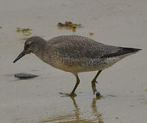 Red Knot