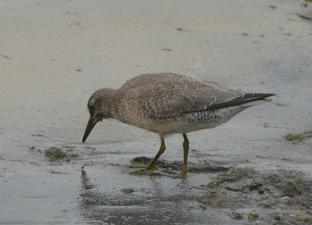 Bécasseau maubècheimmature, identification