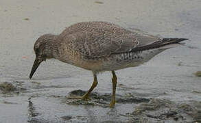 Red Knot