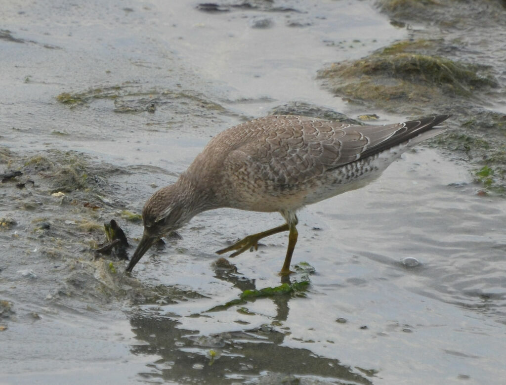 Bécasseau maubècheimmature, identification