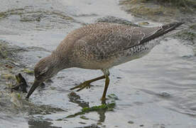 Red Knot