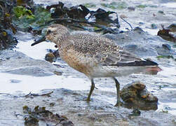 Red Knot