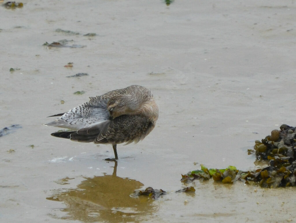 Bécasseau maubèche