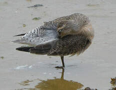 Red Knot