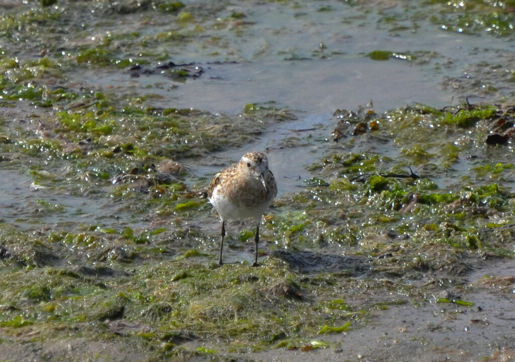 Bécasseau minuteimmature