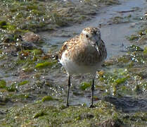 Little Stint