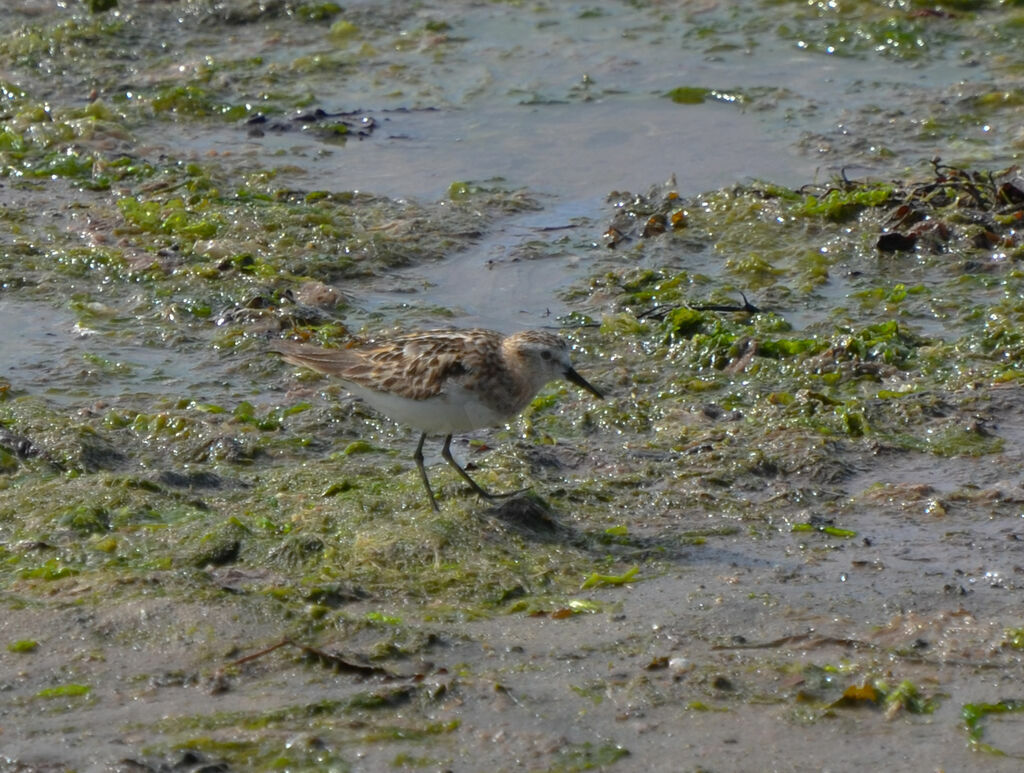 Bécasseau minuteimmature