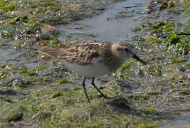 Little Stint